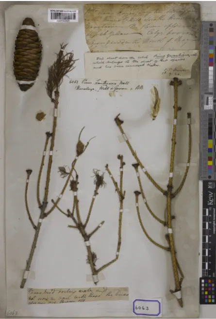 Table 2. Native gymnosperms of the Indian western Himalaya.