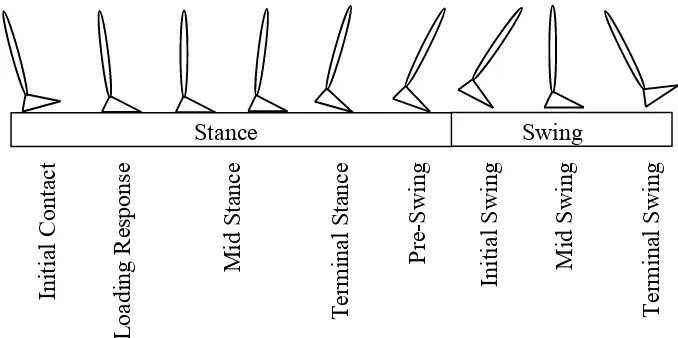 Figure 2.6: Definition of stance and swing phases. Modified from [20]