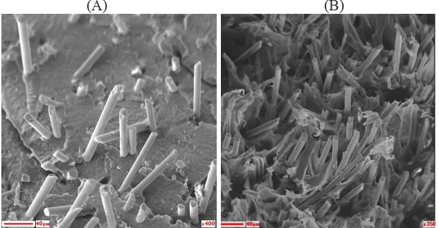 Figure 8. SEM micrographs of tensile fracture surface of glass fibre composites under (A) dry as-moulded and (B) wet conditions.