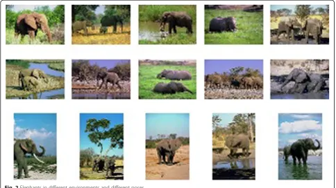 Fig. 2 Elephants in different environments and different poses