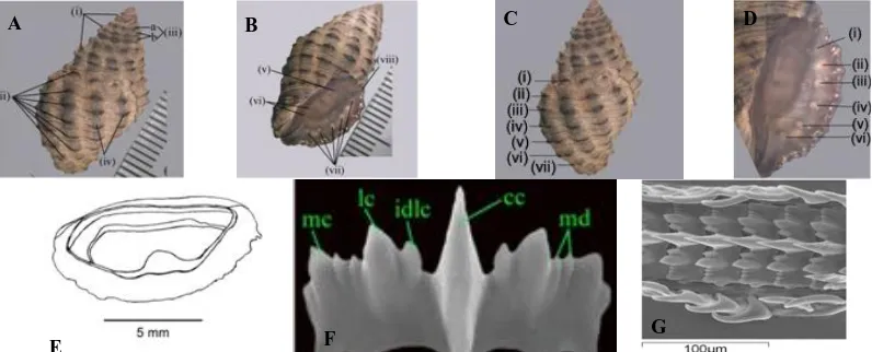 Figure 4. Semiricinula konkanensis – (A, C) Dorsal view of shell (B) Ventral view of shell (D) Enlarged view of aperture (E) Operculum (attached surface) (F) Radula (enlarged) (G) Radula (entire view)    