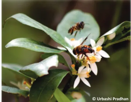 Table 1. Pollinators of Sikkim Mandarin Orange.