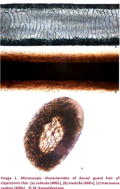 Table 1. Morphological characteristics of dorsal guard hairs of Indian caprines.