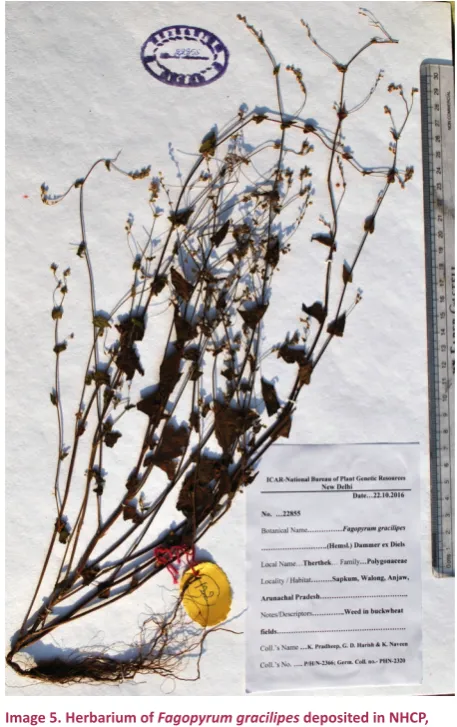 Table 1. Comparative morphological traits of two allied Ziziphus species from Southeast Asia