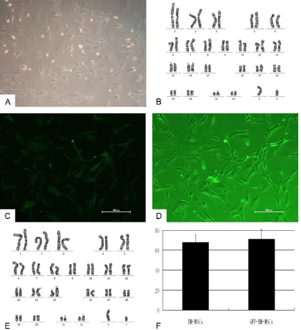 Figure 1. Characteristics of BM-MSCs before and after GFP transfection. A. BM-MSCs at passage 2