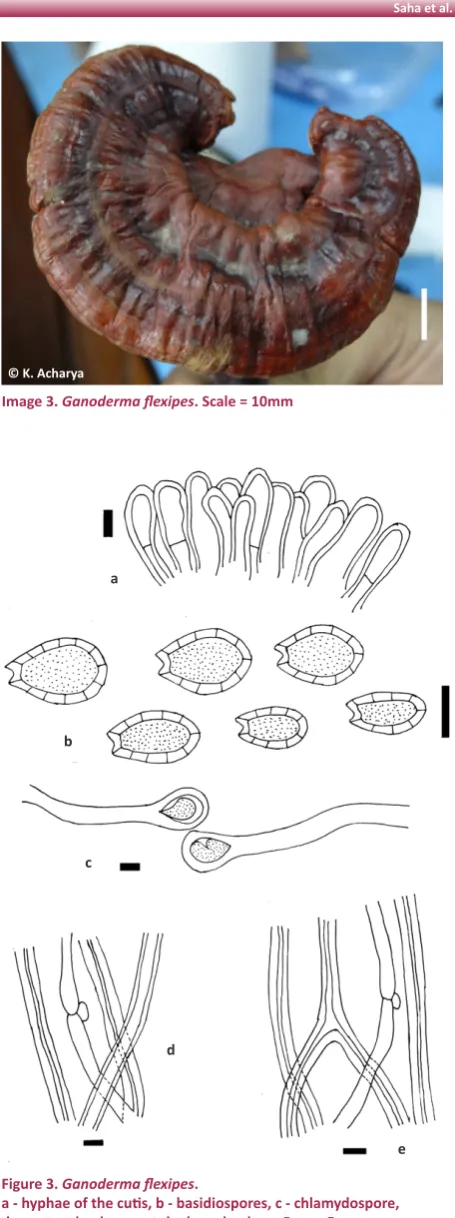 Figure 3. Ganoderma flexipes.  a - hyphae of the cutis, b - basidiospores, c - chlamydospore, 