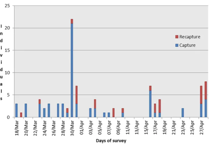 Figure 3. Graph showing the number of captures and recaptures of toads during each night survey of the study period.