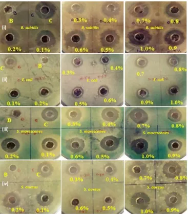 Fig. 11: Average diameter inhibition zones of four bacterial strains against increasing (0.1 – 1.0 % w/v) concentration of Pullulan in Pullulan-stabilized silver  nanoparticles
