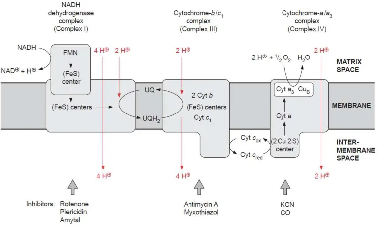 Figure .1 Scheme of the location of the respiratory chain complexes I, III, and IV in the mitochondrial inner membrane
