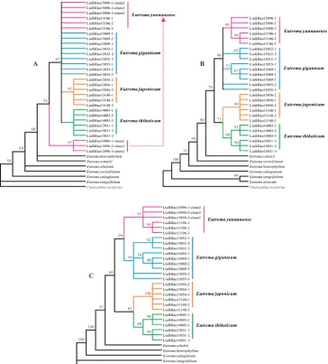 Figure 3. The strict consensus tree constructed based on nrITS data (A), four cpDNA regions (B) and the combined nrITS and cpDNAs dataset (C)