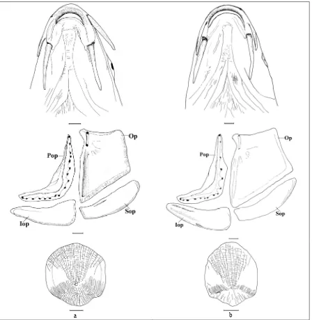 Figure 4. Barbus capito pectoralis  Heckel, 1843. 