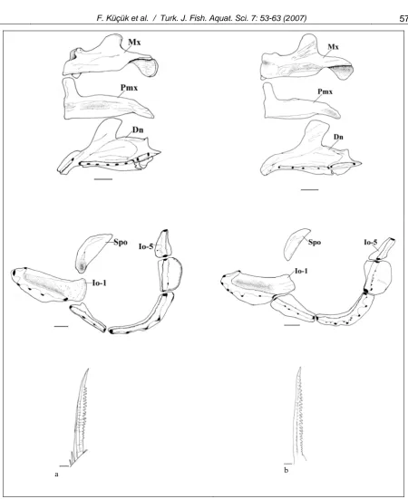 Figure 5b. Jaws, circumorbitals and last simple dorsal fin-ray of B. capito pectoralis (a: Suçatı-Göksu River, b:Çine Brook) (Spo: Supraorbitale, Io Infraorbitale, Mx: Maxillare, Pmx: Premaxillare, Dn: Dentale) (Scale bars: 1 mm)