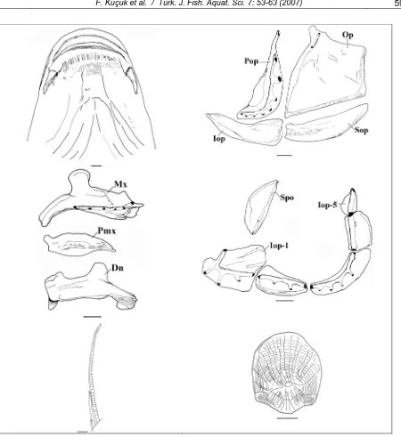 Figure 8. Chondrostoma regium (Heckel, 1843).  