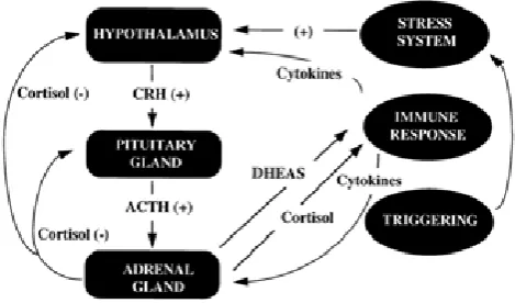 Figure 1. The hypothalamic-pituitary-adrenocortical axis in RA12