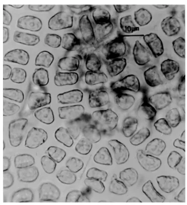 Figure 3. Cells surface apical region of G. oxysperma.Scale= 10 µm.