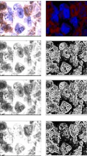 Figure 7 shows the results of color based segmentation on 