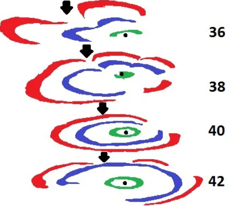 Figure 6 .  Image of the contours of rings 3, 7, and 10 for four segments from a stem of Artemisia tridentata spp