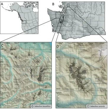 Figure 6. Distribution of Sabulina basaltica and S. sororia. A–B Reference maps of western North America and Washington State, indicating locations of inset maps C Known locations for Sabulina basal-tica (open black circles) within the northeastern Olympic Mountains; gray shading indicates the predicted extent of potential habitat based on exposures of oceanic basalt rocks at subalpine to alpine elevations D Known locations for Sabulina sororia (open black squares) within the Twin Sisters Range; gray shad-ing indicates the predicted extent of potential habitat based on exposures of dunite rock away from large snowfields at subalpine to alpine elevations.
