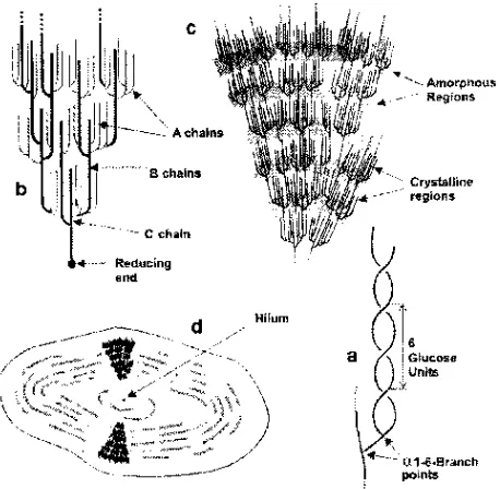 Fig. 1: Starch under microscope (Adapted from http://www.lsbu.ac.uk)   