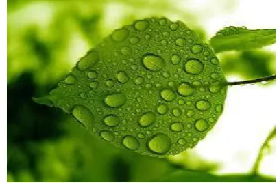 Figure 1: Non-Infected Fresh Leaf 