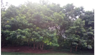 Figure 1.  Image of the case study site; the gliricidia sepium arboretum 