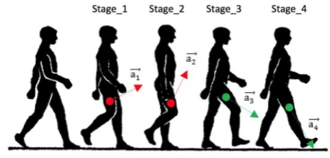 Figure 7. Accelerations in diﬀerent stages of one step