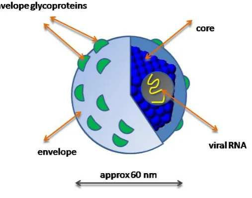 Figure (1): Structure of Hepatitis C Virus. 