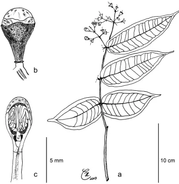 Figure 3. Syzygium contiguum: a leafy twig with flowers in different developmental stages b flower bud with gland-dotted petals and shallow calyx lobes c flower bud, longitudinal section