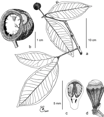 Figure 5. Syzygium devogelii: a leafy twig with fruit b longitudinal section of ripe fruit with inner, flat side of cotyledon and echinate outer surface c flower bud, longitudinal section d flower bud, exterior view