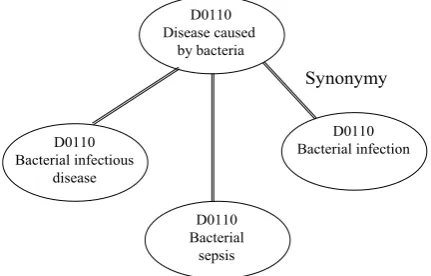 Figure 5.  SNOMED synonyms relationship 