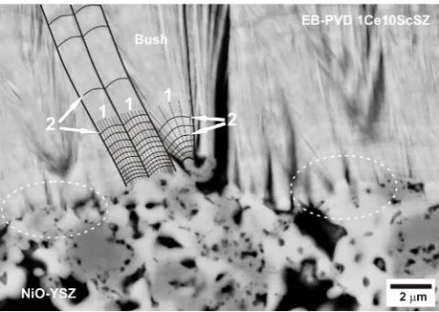 Figure 9.  SEM (back scattered electron) image of polished cross-section clearly discerned