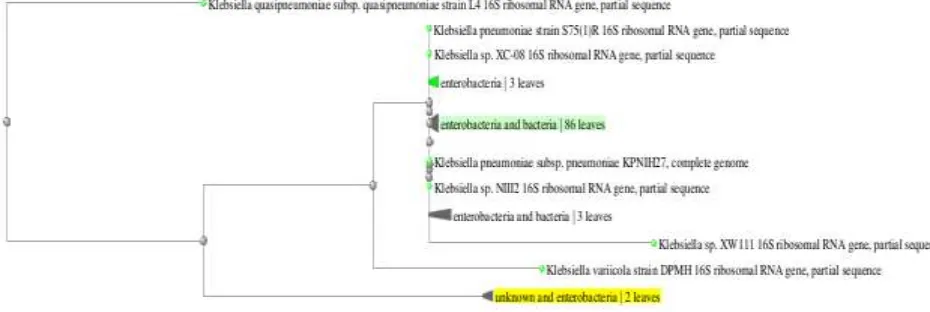 Figure.5. Phylogenetic relationship of R5H isolate on partial 16S rRNA gene sequences with 16S rDNA reference gene sequences available in NCBI