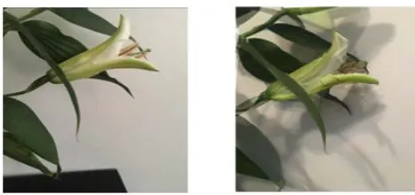 Figure 11. is a comparison between the original half point blooming of the lily (left), and the morphed half way blooming lily (right)