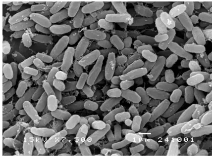 Fig. 1:  Scanning electron micrograph of  isolate P4-6  grown on carboxymethyl cellulose agar medium at 37 o C for 2 days