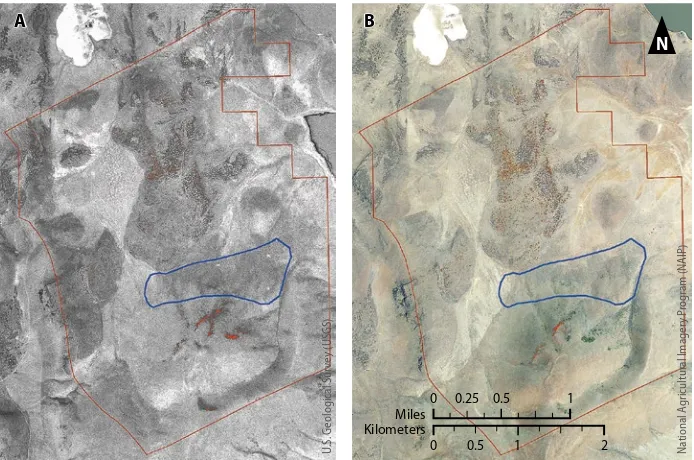 Fig. 6. Aerial photographs from 1975 (A) and 2012 (B) of the Chandler pasture, showing areas classified as western juniper in red