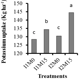 Figure 18.  Effect of irrigation and mulch on phosphorus uptake by maize 