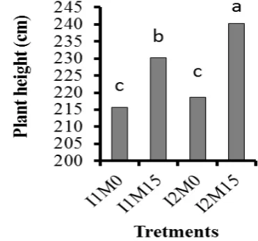 Figure 1.  Effect of irrigation and mulch on plant height (cm) of maize at the time of harvest 