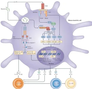 Figure 1.1: DCs bridge the innate and adaptive immune responses  