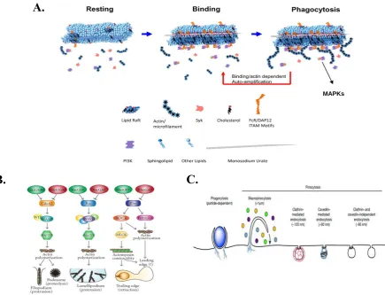 Fig 1.7: Formation of lipid rafts during phagocytosis and actin polymerisation signalling pathways 