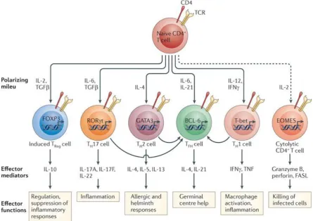 Figure 1.9: Differentiation of T helper cells into effector subsets and functions  