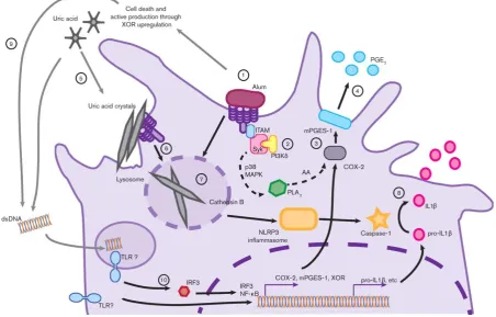 Figure 1.11: Signalling cascade activated by alum  