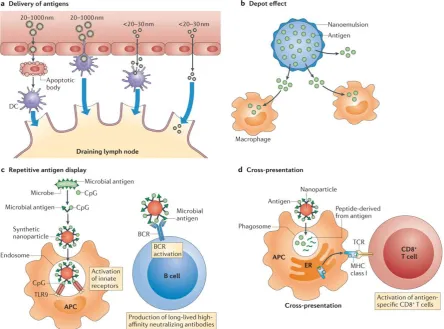 Figure 1.12: Mechanisms by which PLGA and other particles alter the immune response  