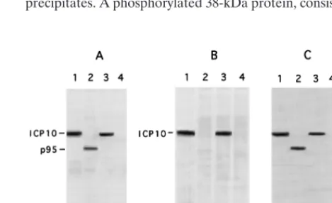 FIG. 1. Schematic representation of ICP10�DNA and a 4.4-kbprobe AU25 recognizes the 7.6-kbprobe AU26 recognizes the 7.6-kbDNA and a 2.2-kbPK DNA