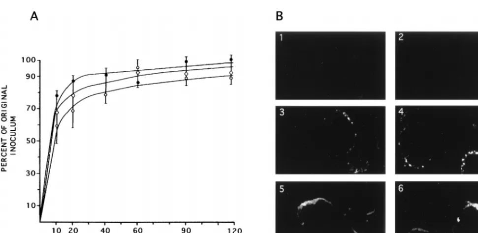 FIG. 6. Virus adsorption and penetration of cells and capsid transport to the nucleus