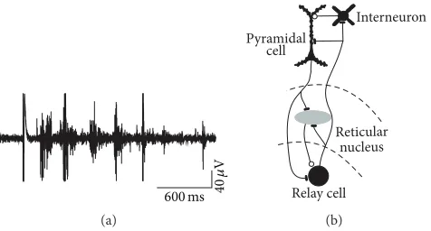 Figure 1: (a) Spindle discharges recorded in thalamus with extracellular electrodes. (b) Schematic diagram of the main cell types in thalamusand cortex participating in spindles