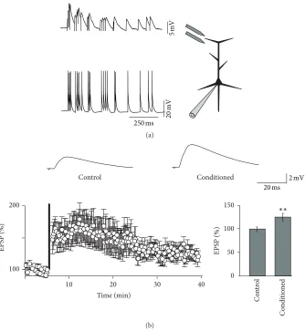 Figure 2: (a) Experimental approach for studying the role of spindles in synaptic plasticity