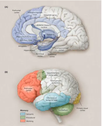 Fig. 5. (A) Areas of the brain significantly involved in episodic memory, shown from a midline view of the brain