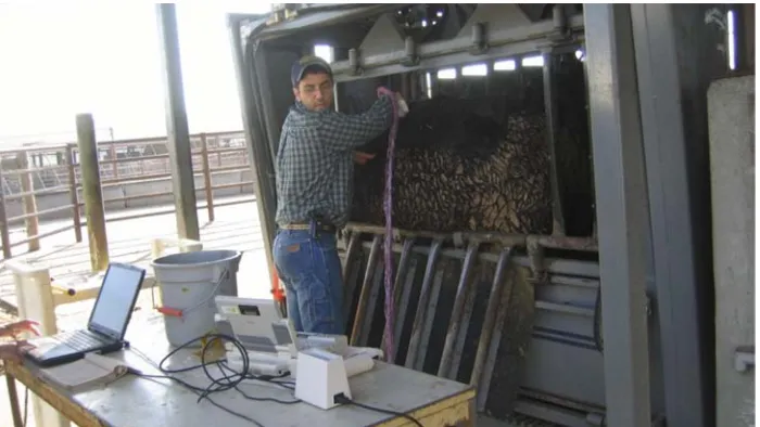 Fig. 3. Breed association expected progeny difference (EPD) for weaning weight, with calculated on-ranch weaning weight EPDs adjusted to represent potential observed weaning weights for both natural service (herd) and artificial insemination (AI) bulls.
