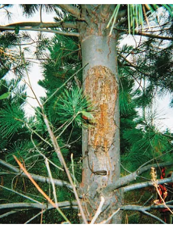 tABlE 2. Sample sizes and numbers of infected trees by stand, 2006