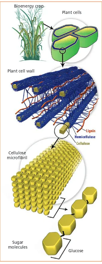 Fig. 1. Lignocellulose, the most abundant organic substance on Earth, is composed of three major constituents — cellulose, hemicellulose and lignin — that combine to protect energy-storing sugars and give the plant cell wall strength and structure